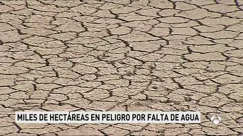 Situación extrema en los campos de regadío a consecuencia de la sequía Situación extrema en los campos de regadío a consecuencia de la sequía