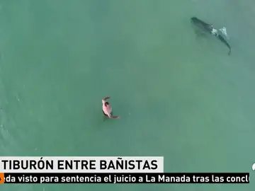 TIBURONES TIBURONES