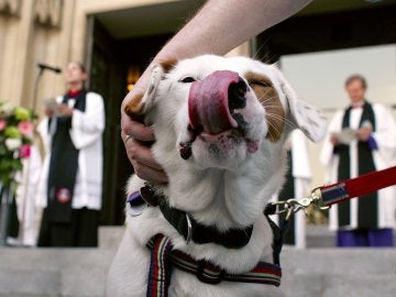 Un perro se relame