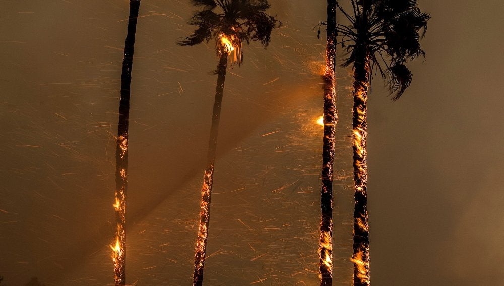 Las llamas devoran varias palmeras durante un incendio desatado en Ventura