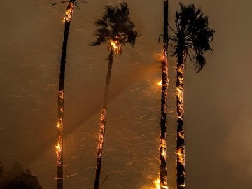 Las llamas devoran varias palmeras durante un incendio desatado en Ventura