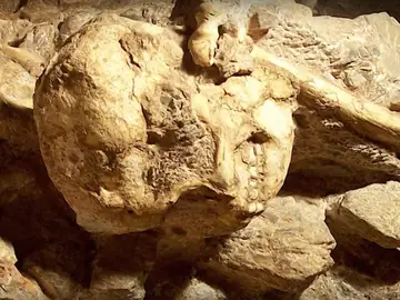 'Little Foot', el fósil más completo de 'Austrolopithecus' 'Little Foot', el fósil más completo de 'Austrolopithecus'