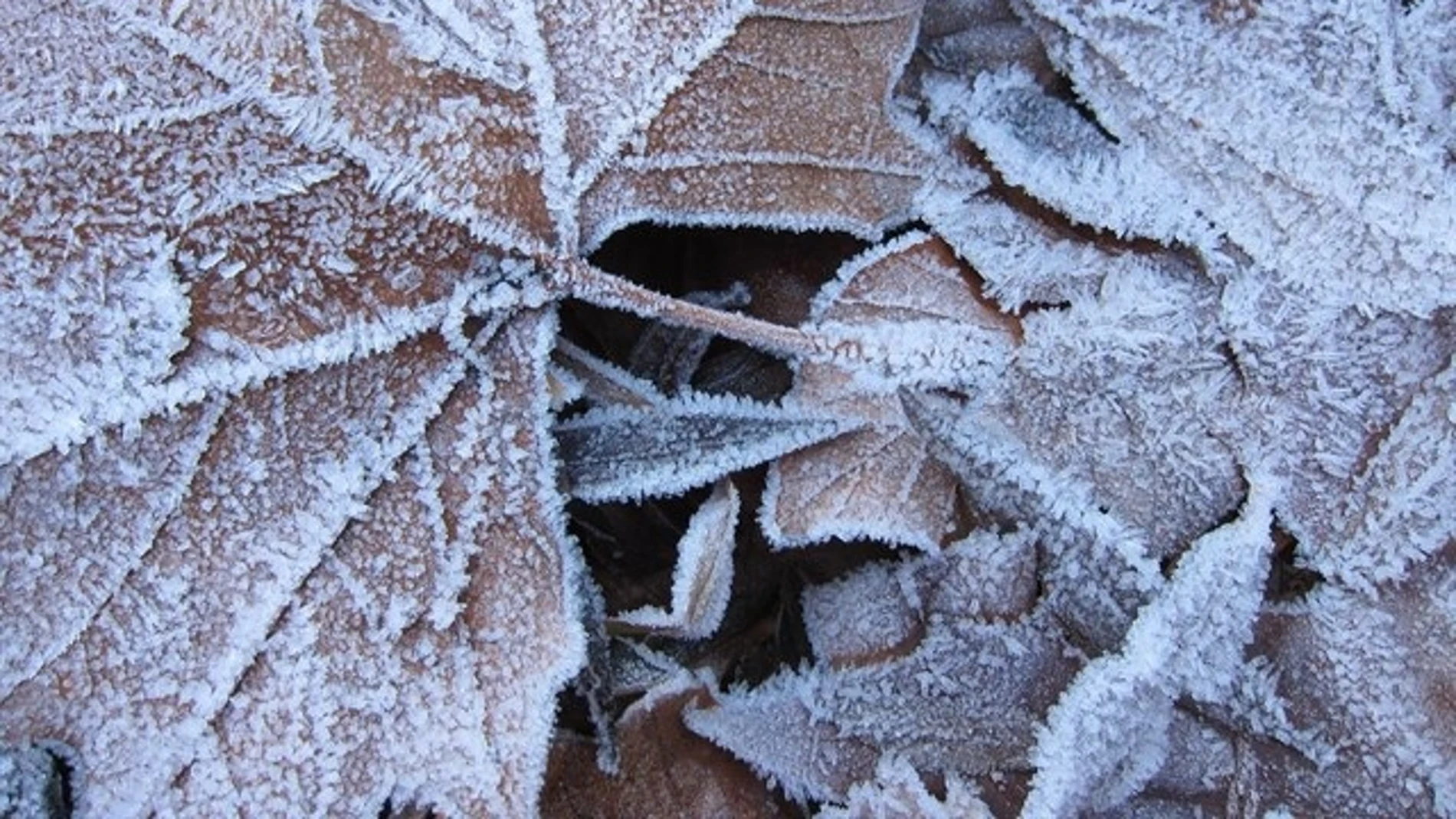 Imagen de archivo: Frío. Imagen de archivo: Frío.