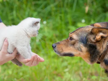 Gatos y perros Gatos y perros