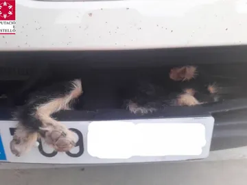 Un perro atrapado en un parachoques en Castellón Un perro atrapado en un parachoques en Castellón