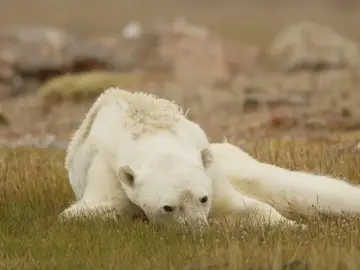 Captura del oso polar que captó Paul Nicklen Captura del oso polar que captó Paul Nicklen