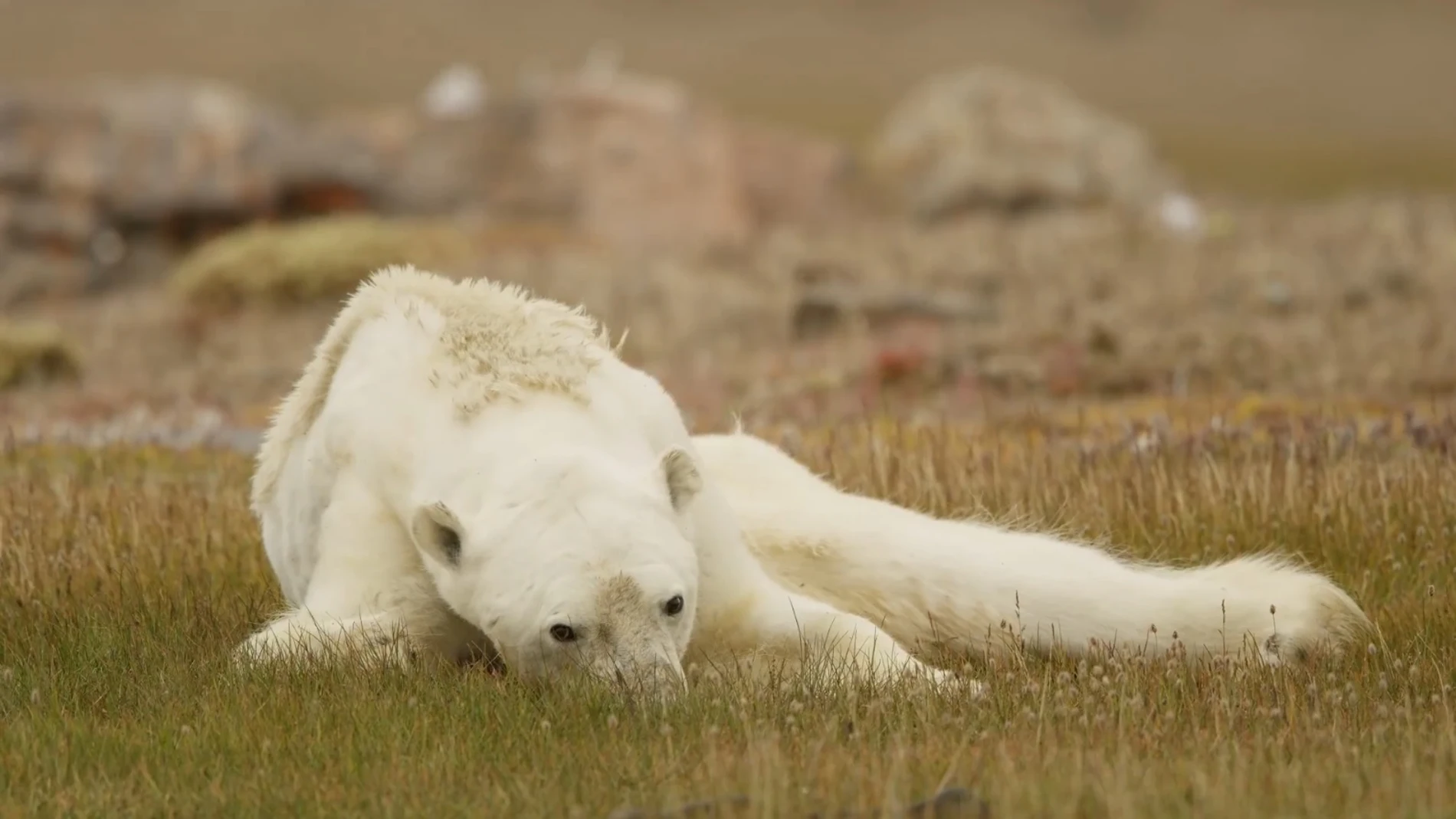 Captura del oso polar que captó Paul Nicklen Captura del oso polar que captó Paul Nicklen