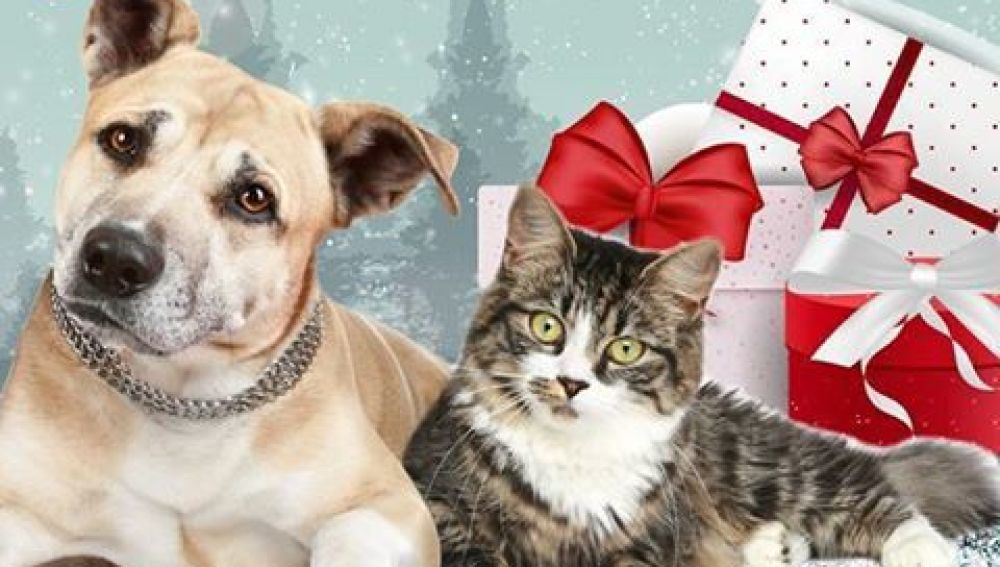 Campaña 'Un animal no es un juguete'
