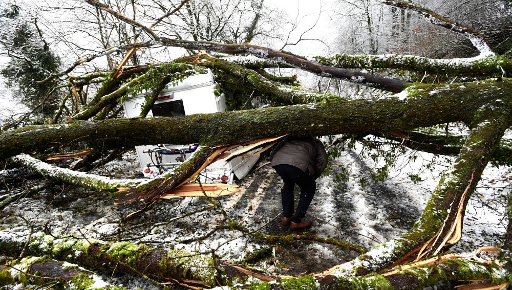 Un árbol caído por el temporal en Gales