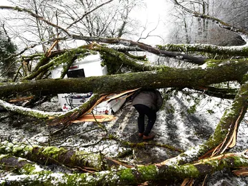 Un árbol caído por el temporal en Gales Un árbol caído por el temporal en Gales
