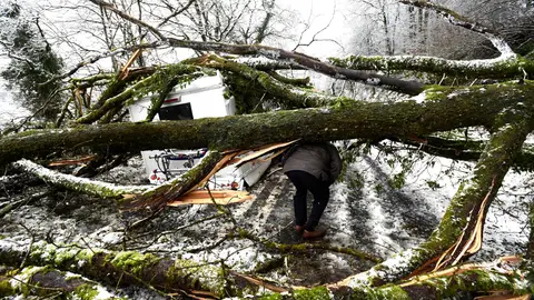 Un árbol caído por el temporal en Gales Un árbol caído por el temporal en Gales