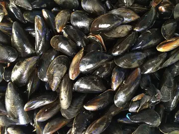 Mejillones Mejillones
