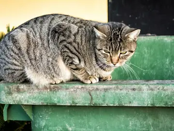 Gato callejero Gato callejero