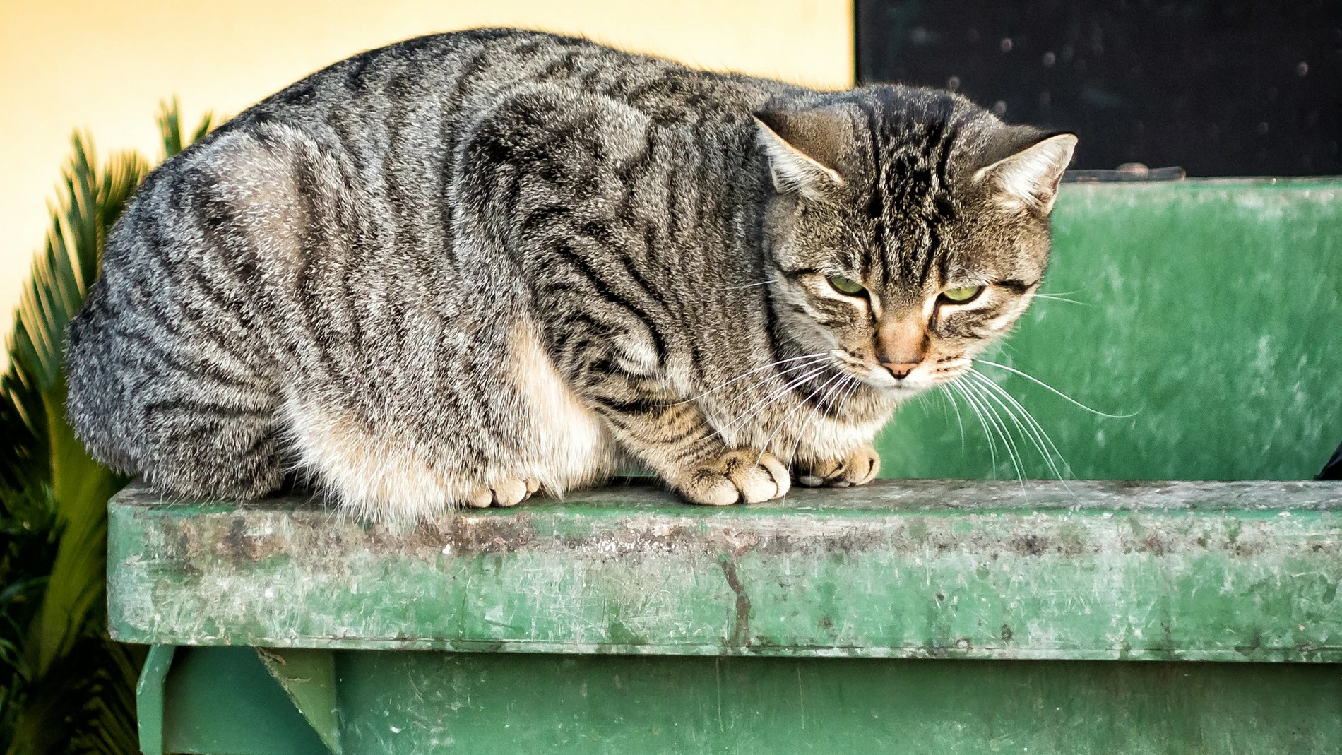 Gato callejero Gato callejero