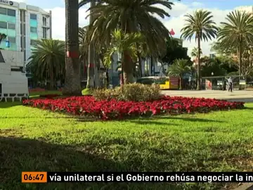 Robo de flores de Pascua en Canarias Robo de flores de Pascua en Canarias