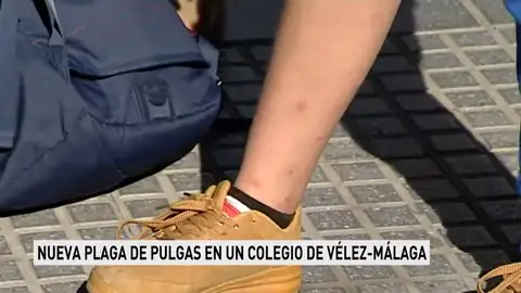 Los padres de un colegio de Málaga denuncian de nuevo la aparición de pulgas Los padres de un colegio de Málaga denuncian de nuevo la aparición de pulgas