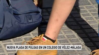 Los padres de un colegio de Málaga denuncian la aparición de una nueva plaga de pulgas