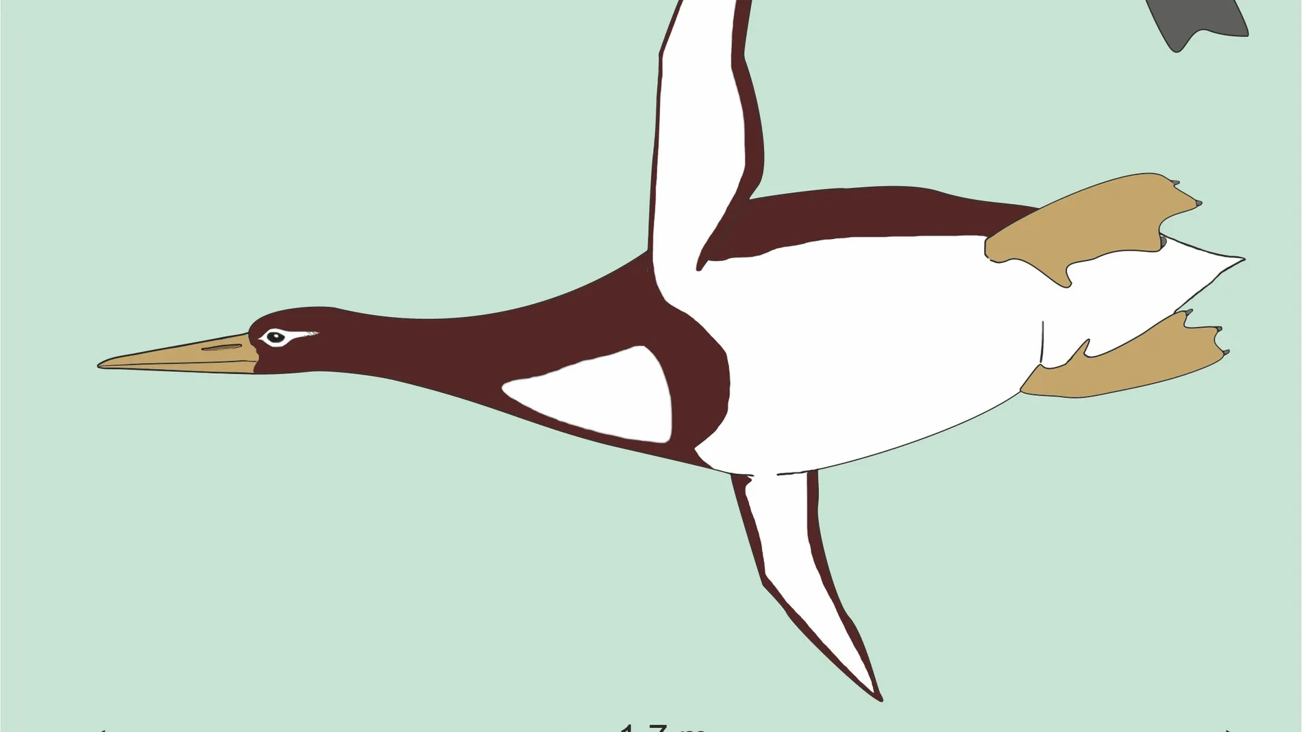 La nueva especie de pingüino La nueva especie de pingüino