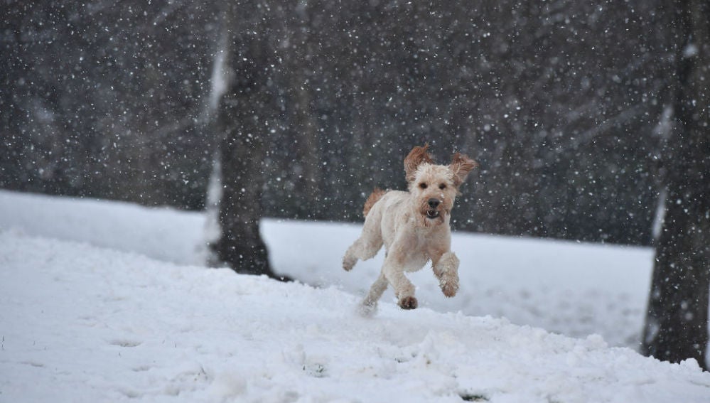 Un perro corriendo sobre la nieve