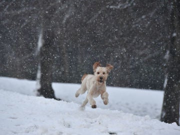 Un perro corriendo sobre la nieve