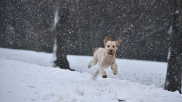 Un perro corriendo sobre la nieve