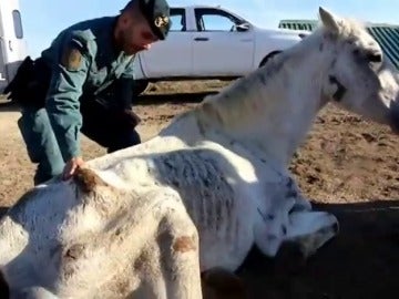 Hallan abandonados y desnutridos a siete caballos