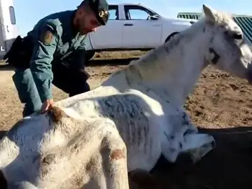 Hallan abandonados y desnutridos a siete caballos Hallan abandonados y desnutridos a siete caballos