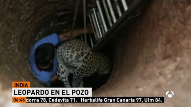 Rescatan a un leopardo que se había caído a un pozo de nueve metros en busca de comida