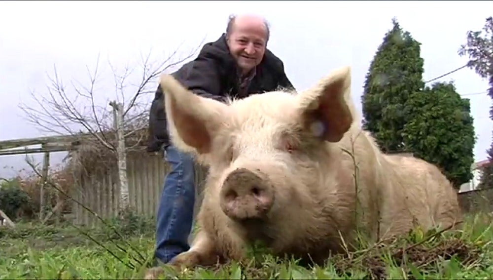 El cerdo Quinín cumple 10 años pesando más de 300 kilos y convertido en toda una atracción turística en Galicia