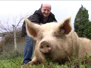 El cerdo Quinín cumple 10 años pesando más de 300 kilos y convertido en toda una atracción turística en Galicia