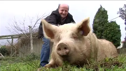 El cerdo Quinín cumple 10 años pesando más de 300 kilos y convertido en toda una atracción turística en Galicia El cerdo Quinín cumple 10 años pesando más de 300 kilos y convertido en toda una atracción turística en Galicia