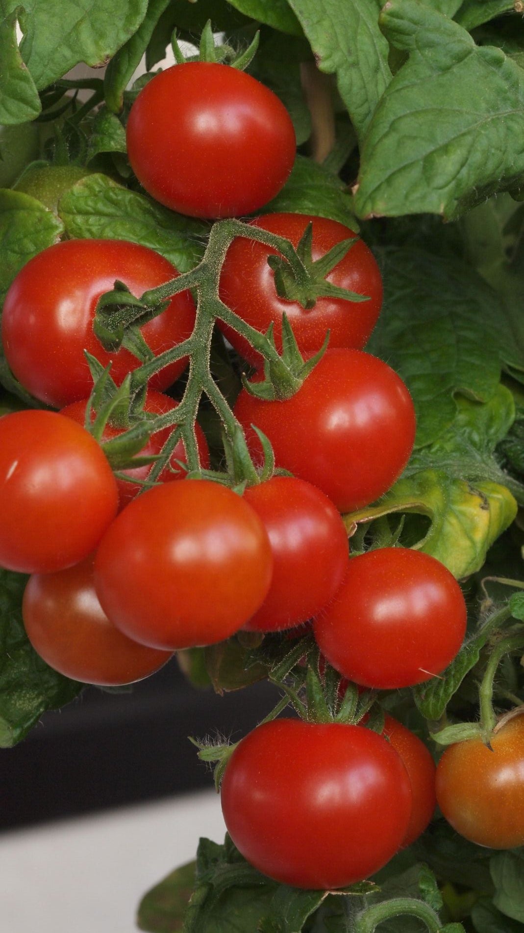 Así se prepara tomate en conserva casero