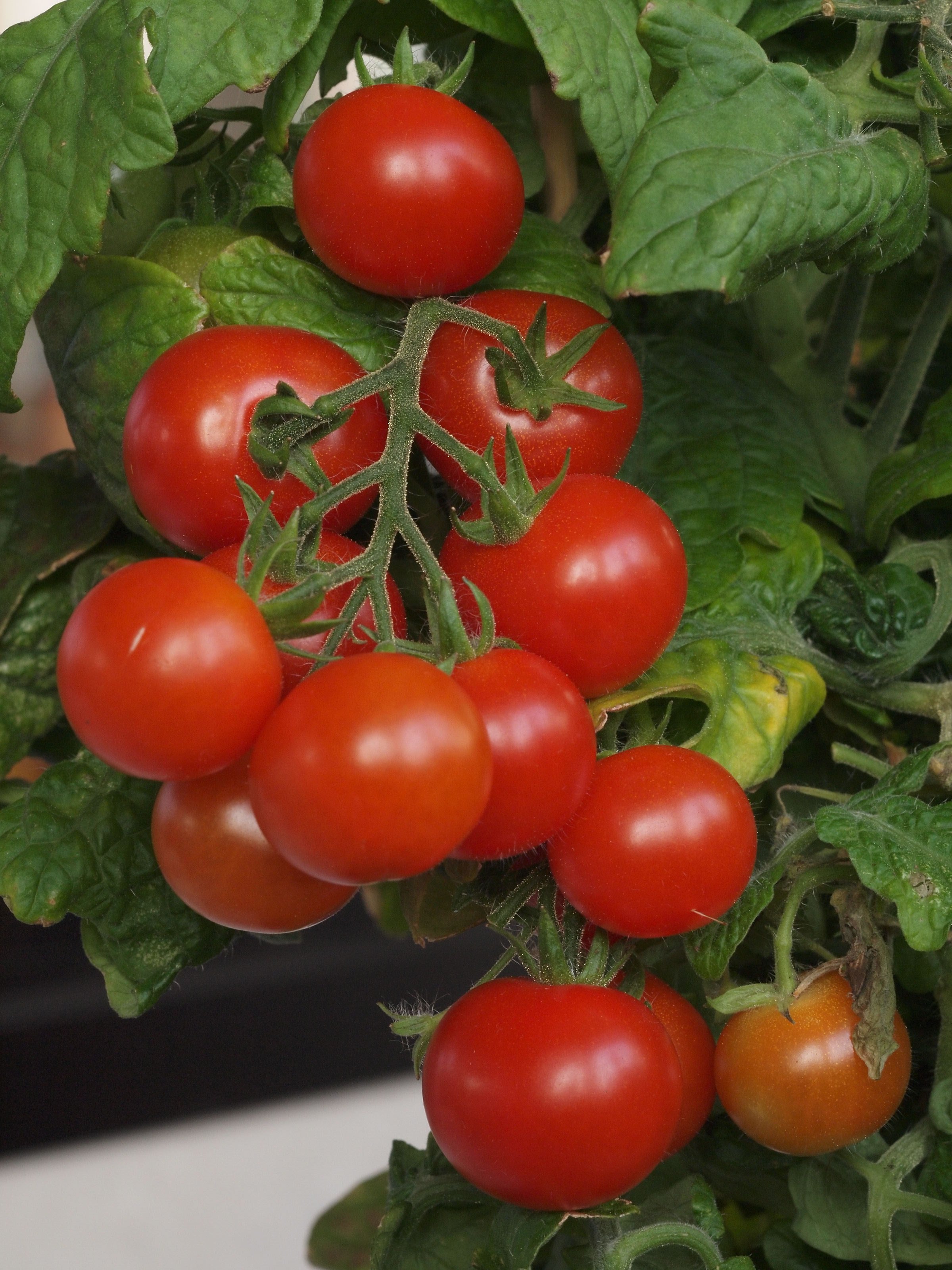 Así se prepara tomate en conserva casero