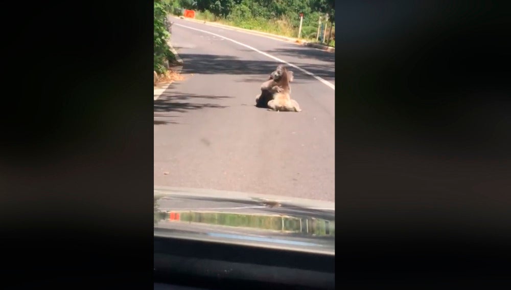 Pelea de koalas en Australia