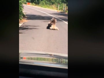 Pelea de koalas en Australia