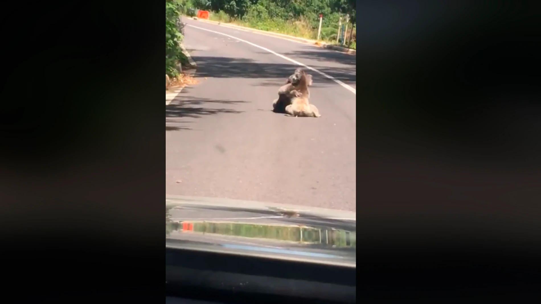 Pelea de koalas en Australia Pelea de koalas en Australia