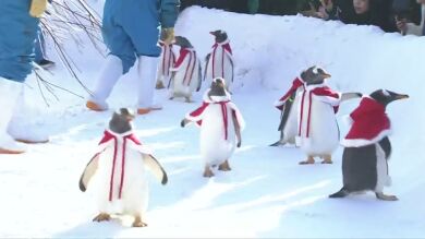 Los pingüinos de un parque temático chino reciben a los visitantes disfrazados de Papá Noel