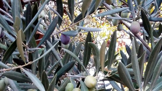 Recogida de la aceituna