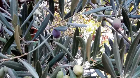 Recogida de la aceituna Recogida de la aceituna