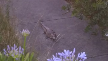 El cocodrilo hallado en Melbourne