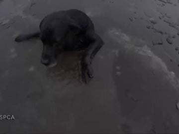 Rescatan a un perro labrador que llevaba una hora tratando de salir de un río helado