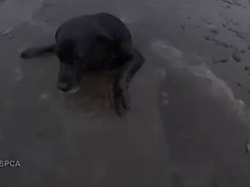 Rescatan a un perro labrador que llevaba una hora tratando de salir de un río helado Rescatan a un perro labrador que llevaba una hora tratando de salir de un río helado