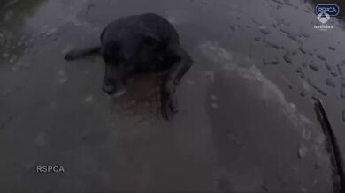 Rescatan a un perro labrador que llevaba una hora tratando de salir de un río helado