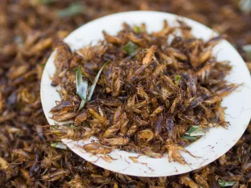 Lanzan unos cereales hechos con insectos Lanzan unos cereales hechos con insectos