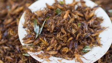 Crean en Corea del Sur una línea de cereales hechos con insectos