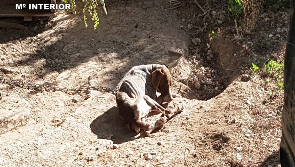Uno de los perros encontrados por la Guardia Civil en la finca de Crevillent