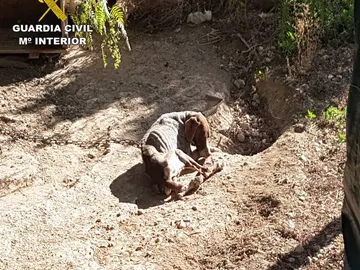 Uno de los perros encontrados por la Guardia Civil en la finca de Crevillent Uno de los perros encontrados por la Guardia Civil en la finca de Crevillent