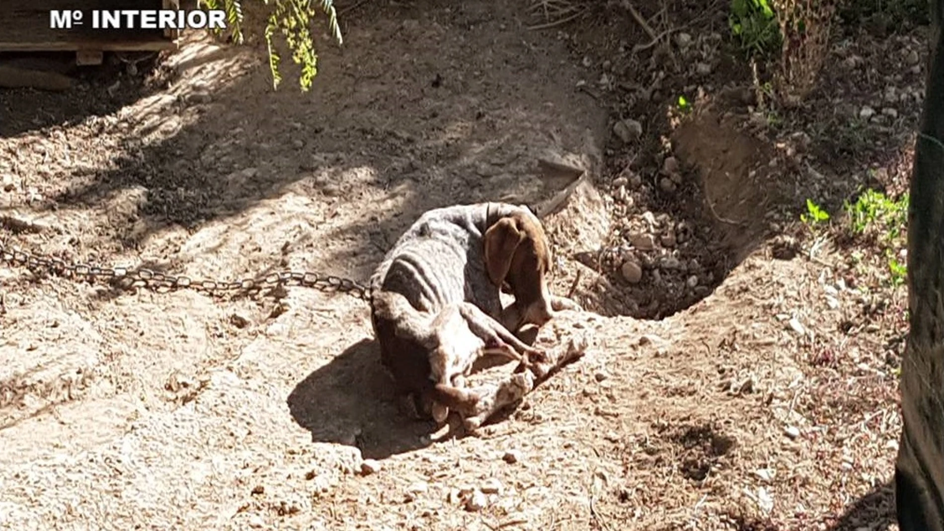 Uno de los perros encontrados por la Guardia Civil en la finca de Crevillent Uno de los perros encontrados por la Guardia Civil en la finca de Crevillent