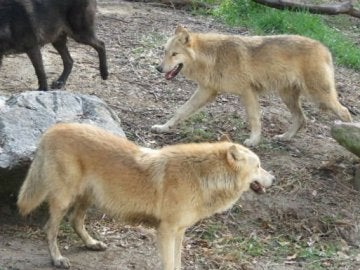 Los tres jóvenes ejemplares de lobo gris de un pelaje negro y color beige