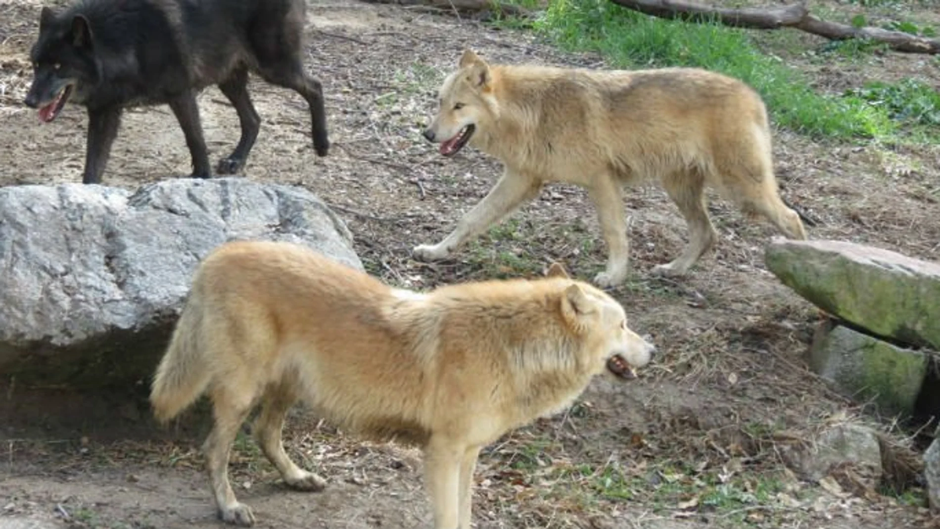 Los tres jóvenes ejemplares de lobo gris de un pelaje negro y color beige Los tres jóvenes ejemplares de lobo gris de un pelaje negro y color beige